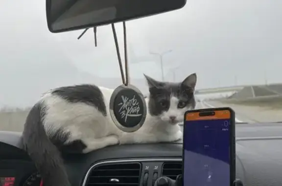 Пропала кошка, ЗАТО Знаменск, Астрахань