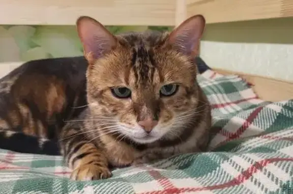 Кошки потеряшки, Россошь, фото: Потеряшка бенгальский кот, ул. Дзержинского, 82