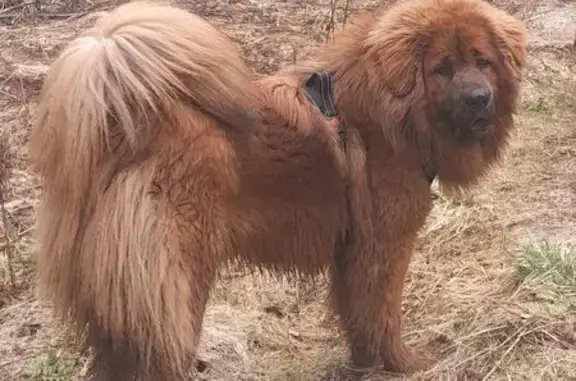 Пропала собака, Овсянниково, Рогачёвское ш.