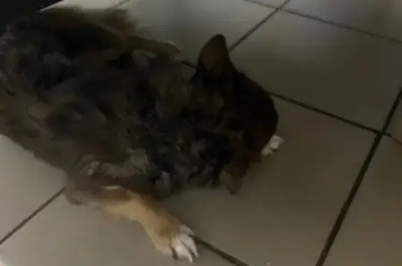 Найдена собака, Вуктыл, фото: Собака найдена: Пионерская 13, Вуктыл