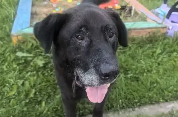 Пропала собака, 2-я Новосельская ул., 8