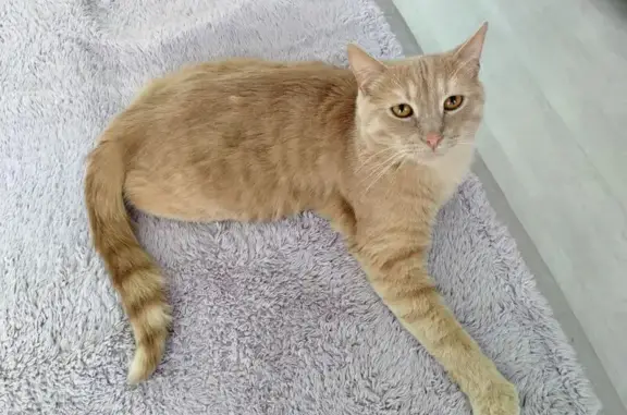 Пропала кошка, ул. Пугачёва 85/93, Саратов