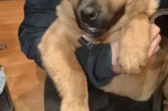 Найдена собака, Нижний Новгород, фото: Найден щенок на ул. Веденяпина, Н. Новгород