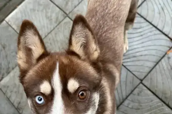 Найдена собака, Тульская область, фото: Найдена собака-хаски, Бежка, Тула