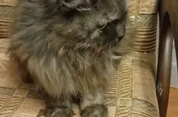 Найденные животные Петрозаводск, фото: Найдена серая кошка, ул. Мерецкова 16Б