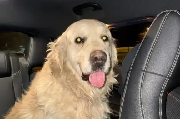 Найдена собака, Хабаровск, фото: Собака найдена на Совхозной ул., Хабаровск