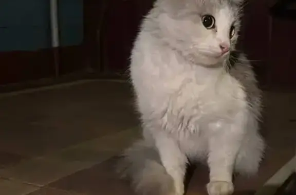 Найдена кошка, Москва, фото: Найдена кошка, Азовская ул. 18, Москва