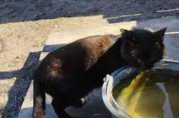 Кошки потеряшки, Калач, фото: Потеряшка кот Жук у ветклиники, Советский пер.