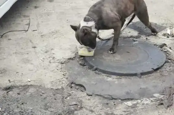 Найдена собака, Калуга, фото: Собака у автосервиса, Сельский пер., Калуга