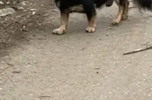 Найдена собака, ул. Болейко, 5, Челябинск