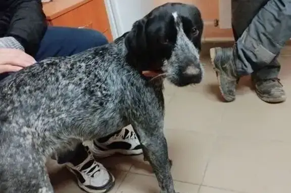 Найдена собака, Волжск, фото: Собака найдена: Волжск, Марий Эл