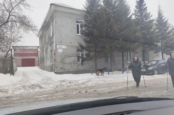 Собака найдена: пер. Войкова, 1, Томск