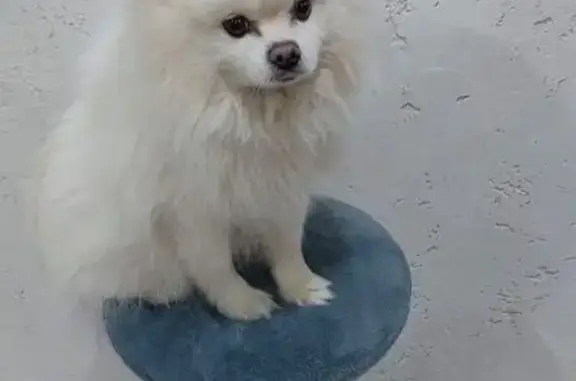 Собаки потеряшки, Бобров, фото: Потеряшка собака, Солнечная ул. 2, Бобров