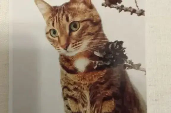 Пропал кот Цезарь, ул. Правда, 53