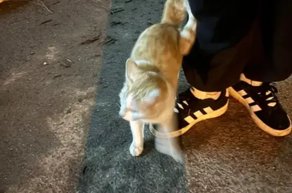 Найдена кошка, Казань, фото: Кошка найдена, ул. Восстания 13, Казань