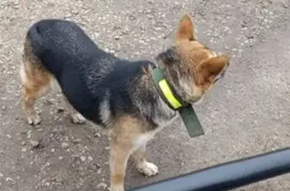 Найдена собака, Тула, фото: Собака найдена: ул. Седова, 35, Тула