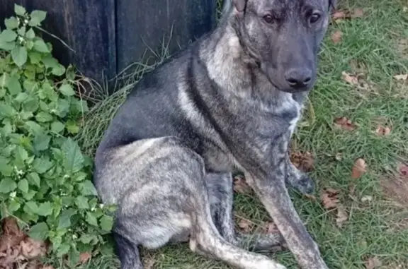 Собаки потеряшки, Севастополь, фото: Потеряшка собака на Каманина, 21, Севастополь