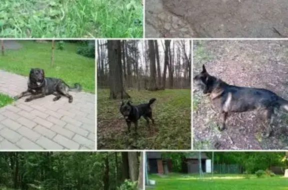 Пропала собака, Полевшина, 46Н-02882