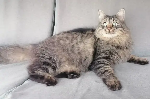 Пропал кот Кузя в Тарусе, помощь нужна!