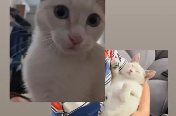 Пропала кошка, ул. Г. Кавалеров, 10, Ессентуки