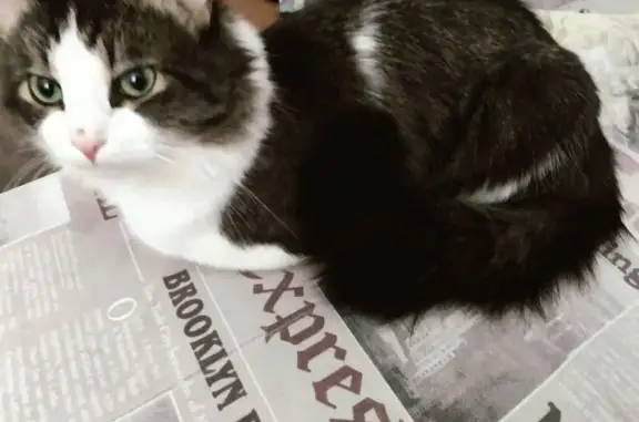 Найденные животные Петрозаводск, фото: Кошка найдена на ул. Луначарского, 15