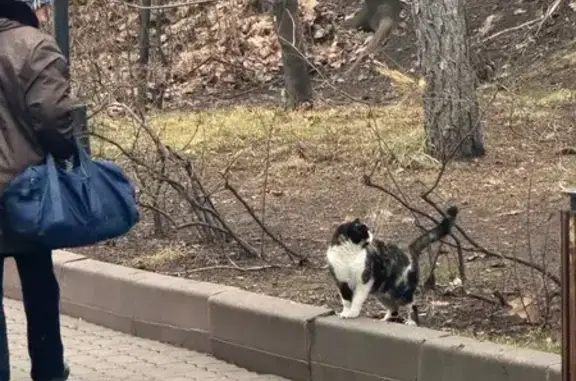 Найдена кошка, Москва, фото: Кошка у бассейна Чайка, Новокрымский проезд