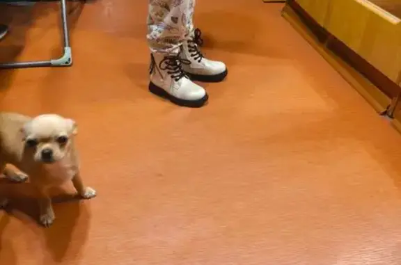 Пропала собака, Жердевка, Тамбовская обл.