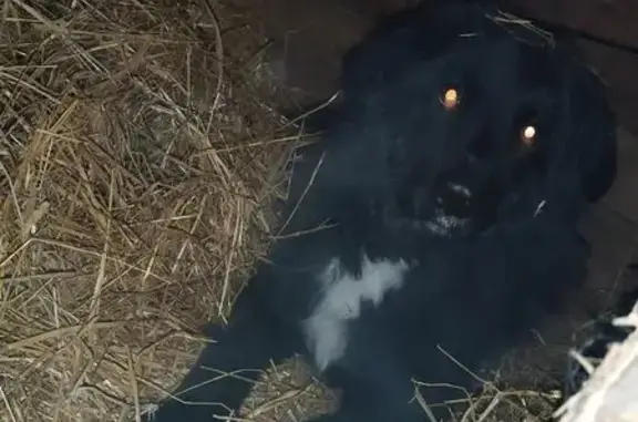 Пропала собака, Северная ул. 17, Сергиев Посад