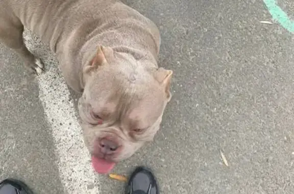 Найдена собака, Волгоград, фото: Собака найдена у Пархоменко, 35А, Волгоград