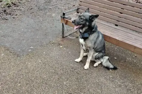 Найденные животные Москва, фото: Собака найдена на Академика Курчатова, 22