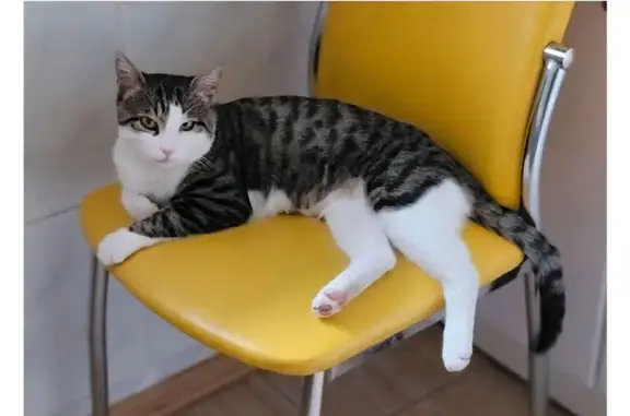 Пропала кошка, ул. Токарева 3А, Севастополь