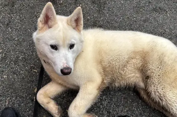 Найдена собака, , фото: Найдена собака на проспекте Куприна, Коммунарка