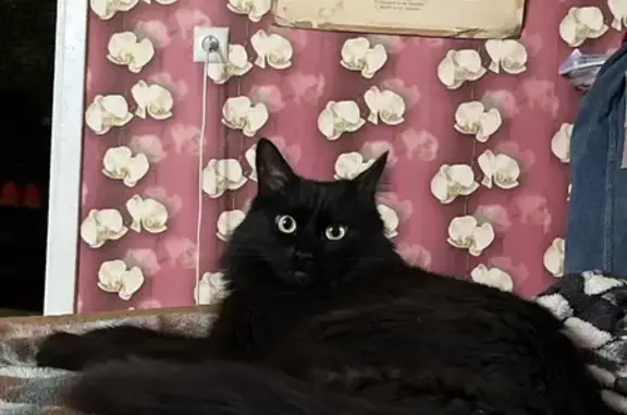 Найдена кошка, Волгоград, фото: Кошка найдена: ул. Менжинского, 26, Волгоград