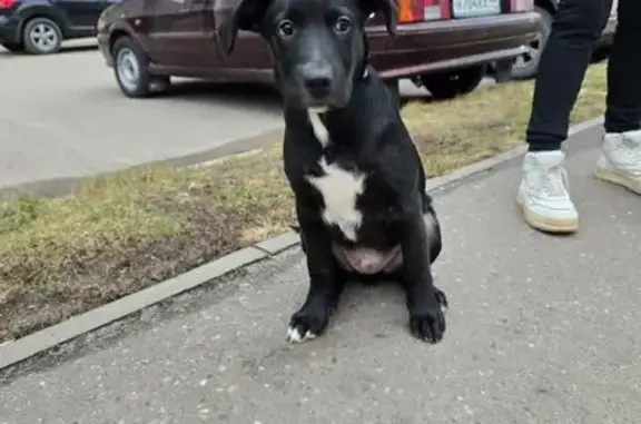 Найдена собака, Кострома, фото: Щенок найден на Свердлова, 51А, Кострома