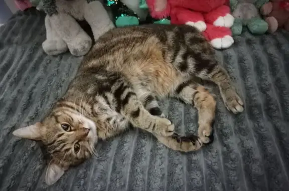 Кошки потеряшки, Няндома, фото: Потеряшка кошка, ул. Строителей 19, Няндома