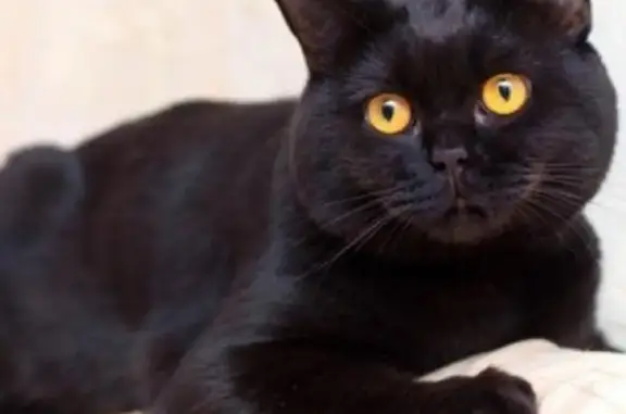 Пропала черная кошка, Усть-Джегута