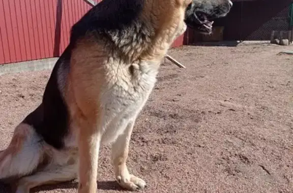 Пропала собака в Выборге, Ленобласть