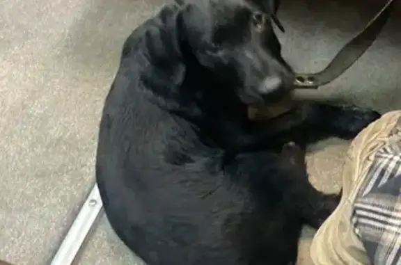 Пропала собака, ул. Новосёлов, Рязань