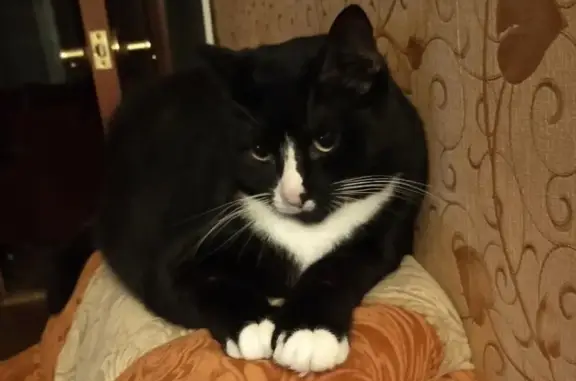 Пропал кот Чарли, СПб, Гражд. пр. 105/4