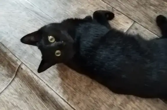 Пропала кошка, Гражданская 8, Королёв