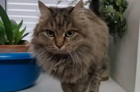 Найдена кошка, Волгоград, фото: Кошка найдена: ул. Клименко, 13, Волгоград