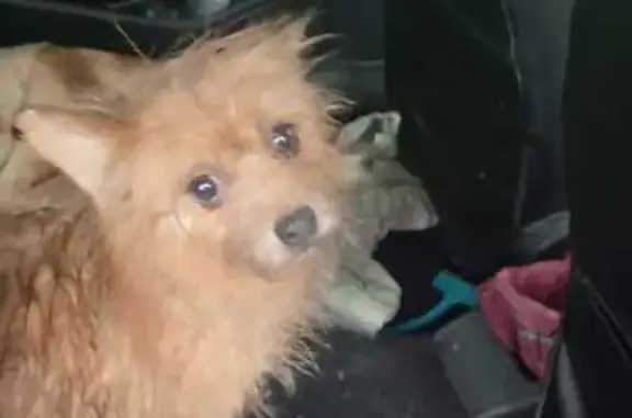 Найдена собака, Тула, фото: Шпиц найден: 18-й проезд Мясново, 18, Тула