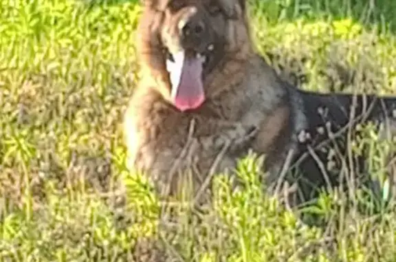 Пропала собака, ул. Ударника 6, Чусовой