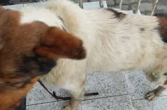 Найдена собака, Калининград, фото: Собака найдена на Пулемётной, 38, Калининград