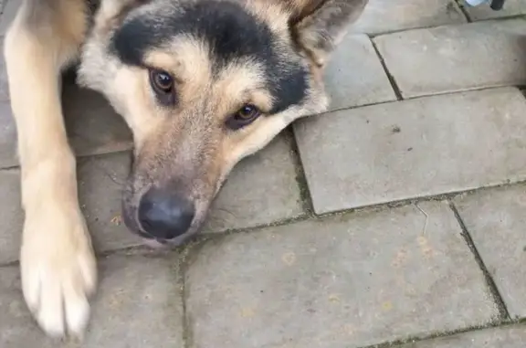 Найдена собака, Ленинградская область, фото: Собака найдена в Агалатово, ЛО