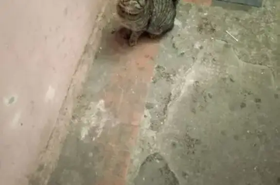 Найдена кошка, Калининград, фото: Кошка найдена, Харьковская ул., Калининград