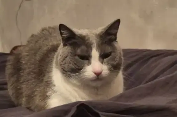 Пропала кошка на Уборевича, 20, Владивосток