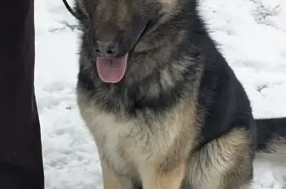 Собаки потеряшки, Екатеринбург, фото: Потеряшка собака, ул. Муранова 10, Екб