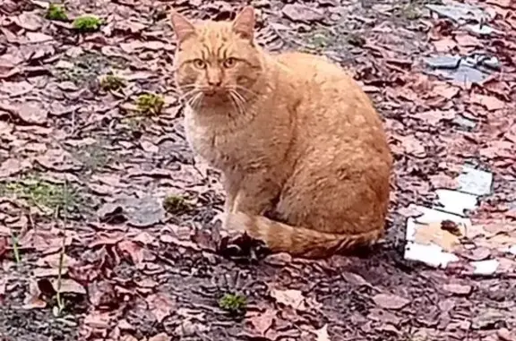 Найдена кошка, Брянск, фото: Кошка найдена, переулок Металлистов, 7