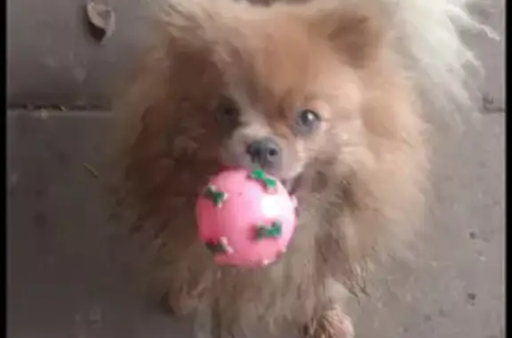 Пропала собака, МО, рыжая и черная овчарка